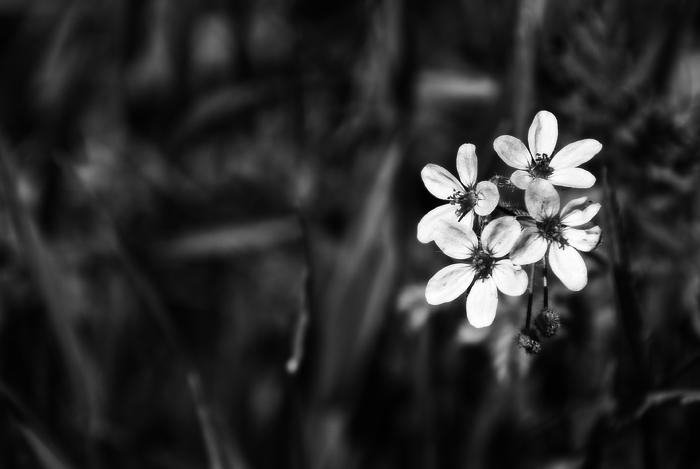 Day 25: Tiny Flowers