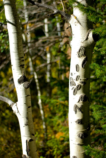 Aspen Trunks