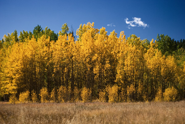 Golden Sentinals