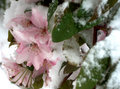 snow blossoms.jpg