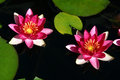 Pink Water Lillies
