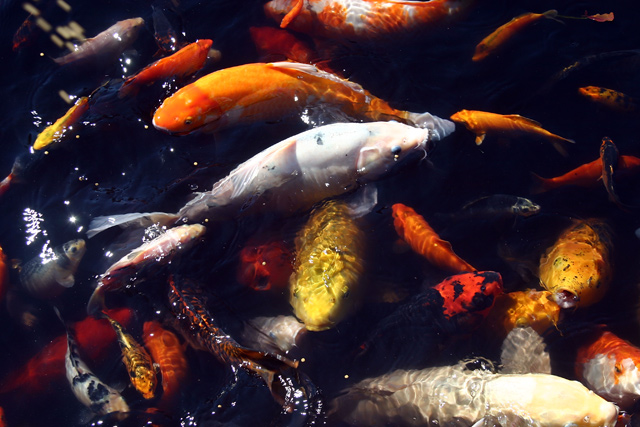 Koi Frenzy