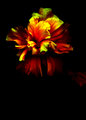 PlasticFlower.jpg