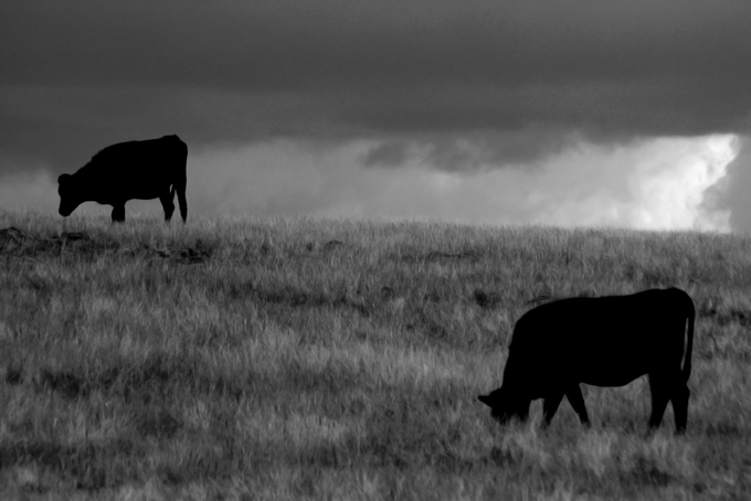 Storm Cattle.jpg