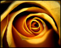 Painted-Rose