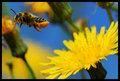 Flying-Bee