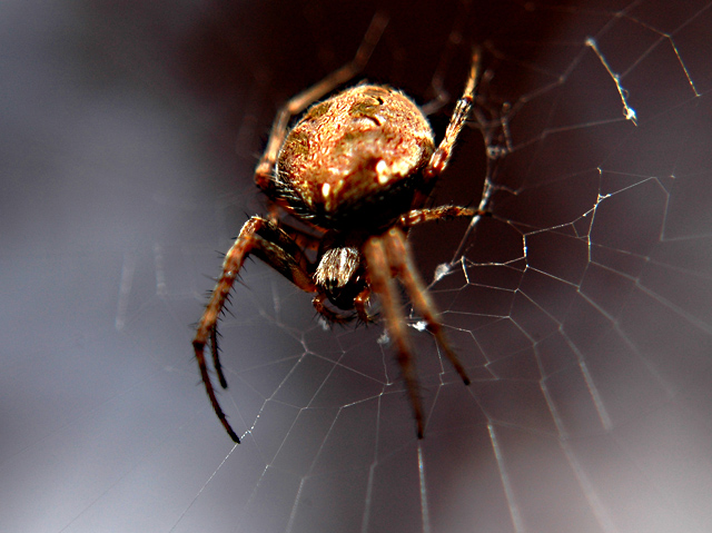 spider macro day 2
