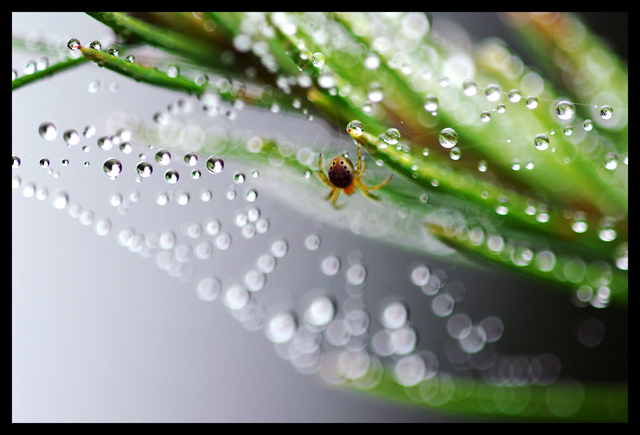 Raindrops Keep Falling on My Web