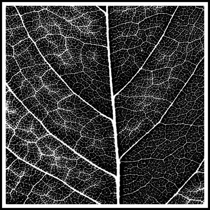 Carbon-Leaf