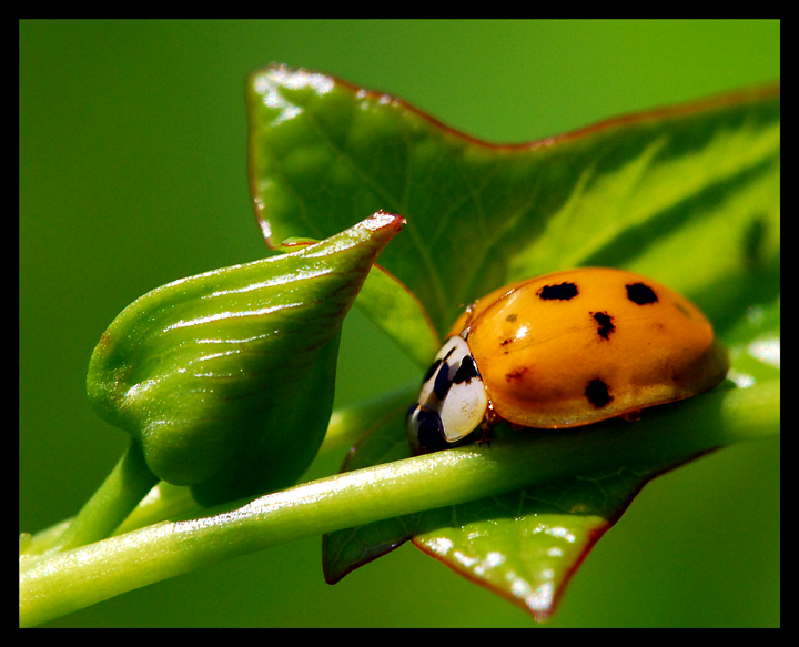 Lady-Bug