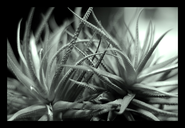 Aloe