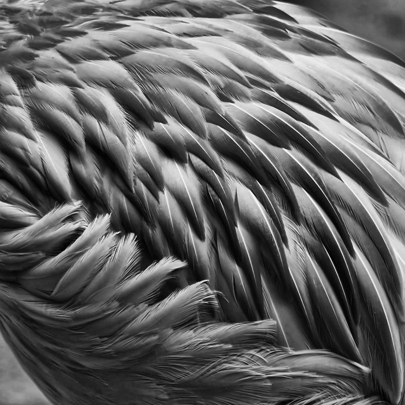 Ja-9 Feathers