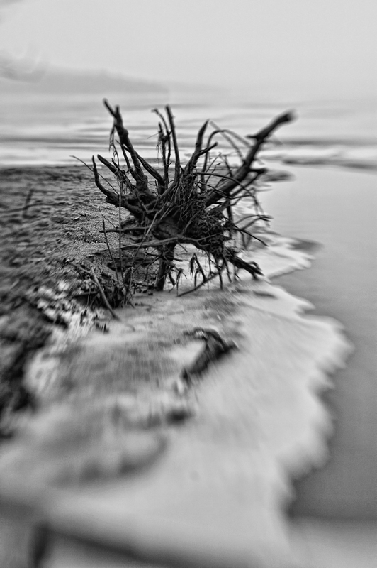 Winter Roots