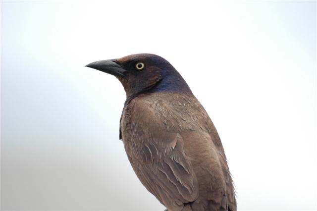 Backyard Bird.JPG