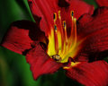 Spider in the Flower - Landscape