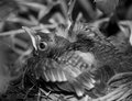 The Baby Robin (21)