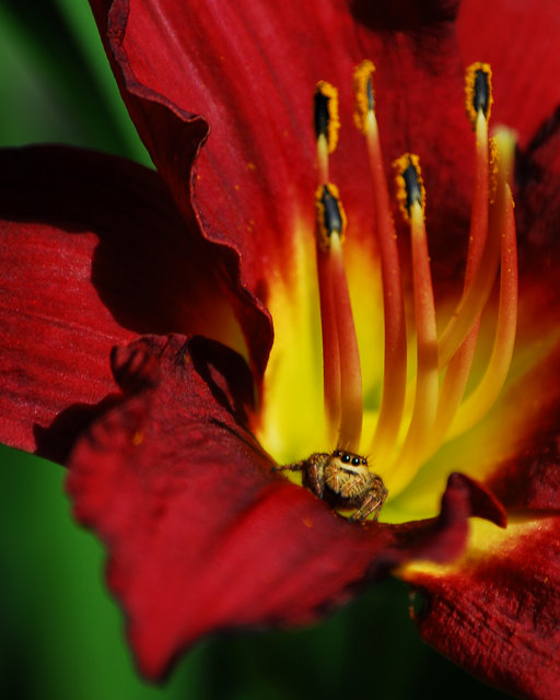 Spider in the Flower - Portrait