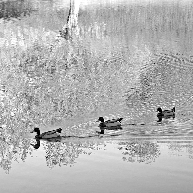 Ducks in a Row (3)