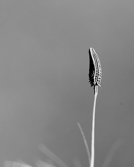 Seed (10)