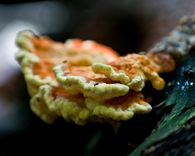 DSC_2985.jpg