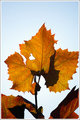Autumn Love