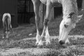 Two Foals Graze