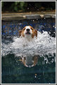 Sampson Splash