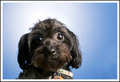 Sofie
