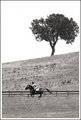 Long Gallop