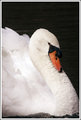 Swan