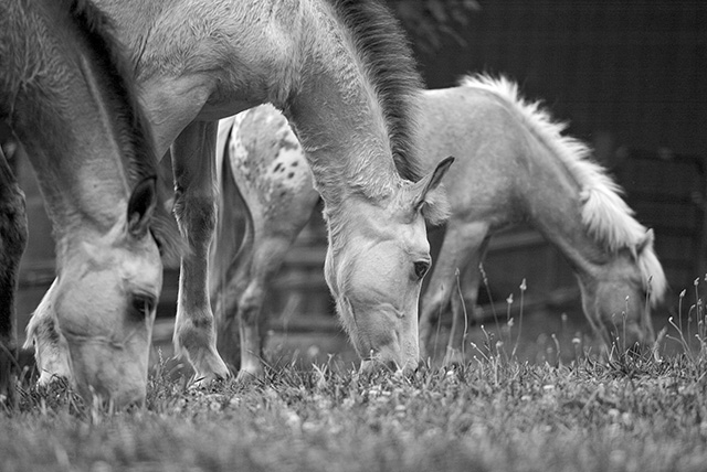 Three Grazing Ponies
