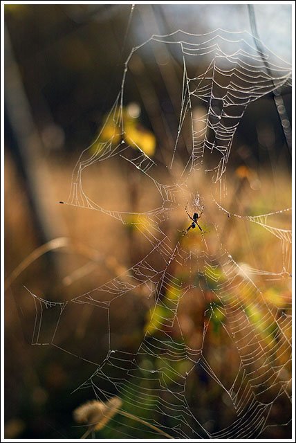 Autumn Web