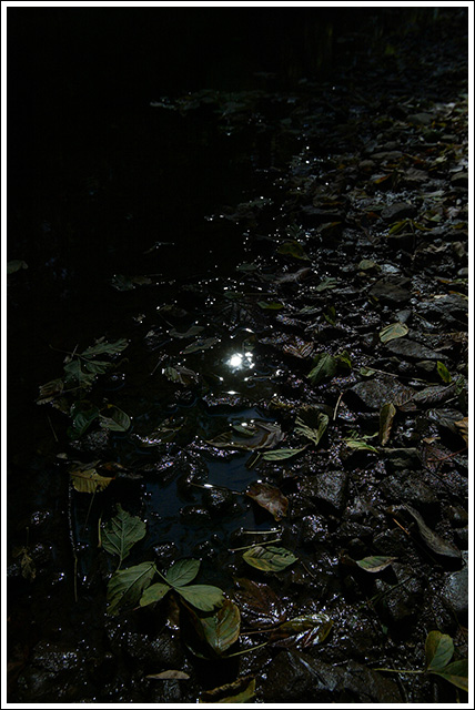 Moon Light