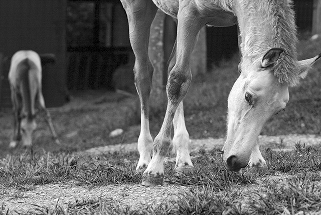 Two Foals Graze