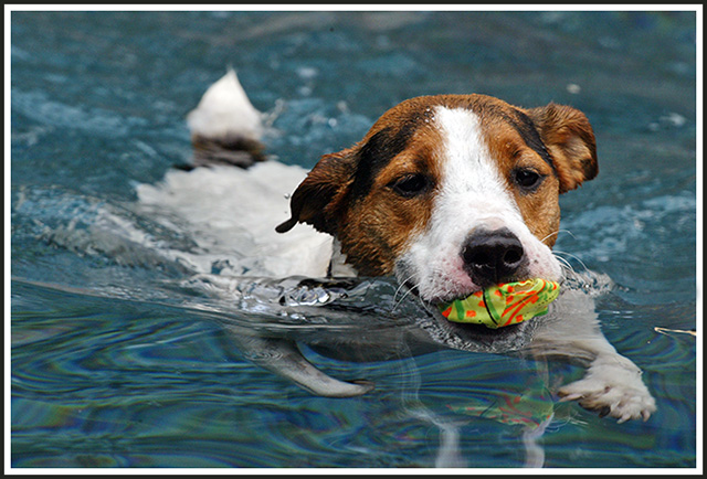 Sampson Swims