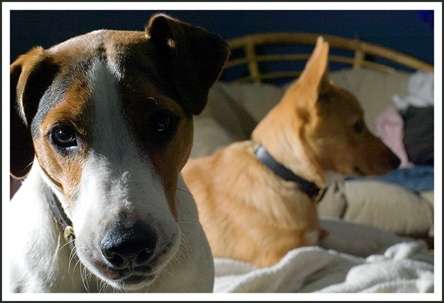 Sammy & Bailey