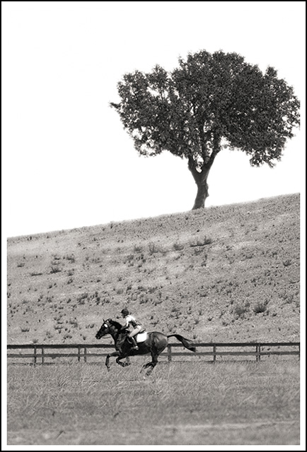 Long Gallop