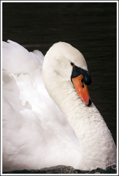 Swan