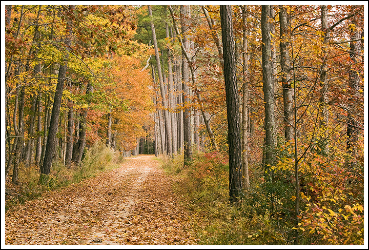Autumn Path