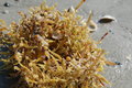 Seaweed