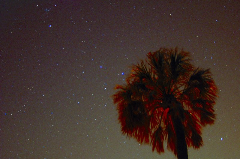 Galactic Palm