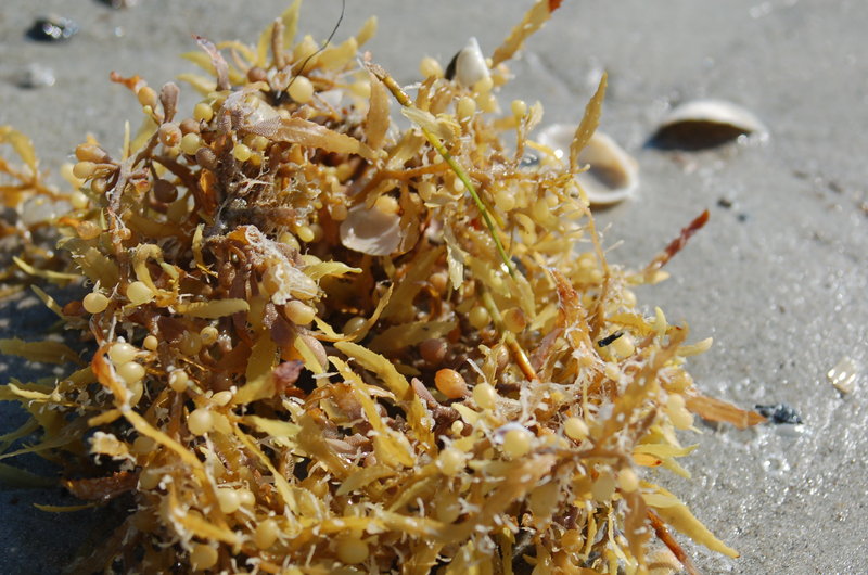 Seaweed