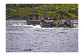 Seals in the Isle of May -Scotland