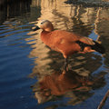 Ruddy Shelduck