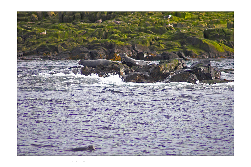 Seals in the Isle of May -Scotland