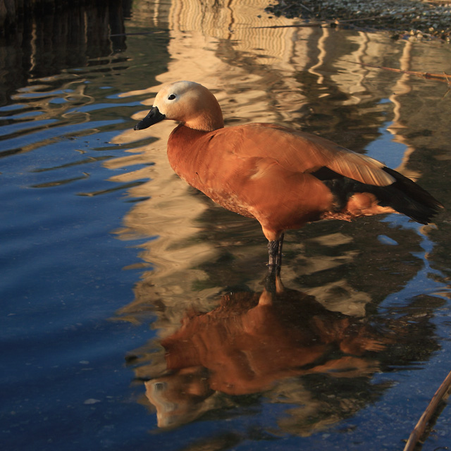 Ruddy Shelduck