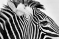 Zebra Head