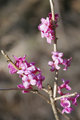 Pink Petals