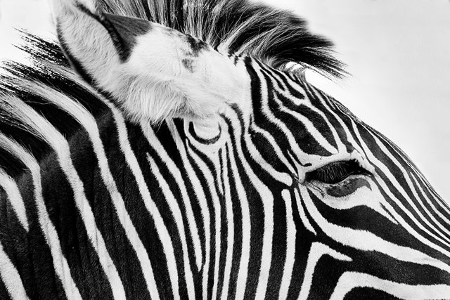 Zebra Head