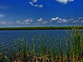 Bay grass